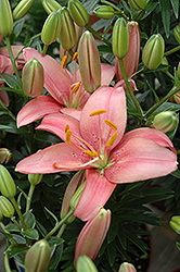Mount Duckling Lily (Lilium 'Mount Duckling') at Glasshouse Nursery