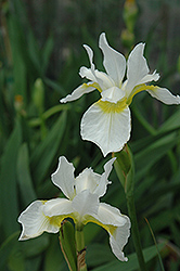 Snow Queen Siberian Iris (Iris sibirica 'Snow Queen') at Glasshouse Nursery