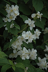 Sweet Mockorange (Philadelphus coronarius) at Glasshouse Nursery