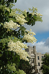 Ivory Silk Japanese Tree Lilac (Syringa reticulata 'Ivory Silk') at Glasshouse Nursery