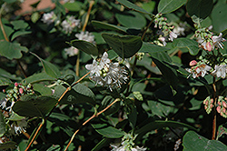 Snowberry (Symphoricarpos albus) at Glasshouse Nursery