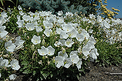 White Clips Bellflower (Campanula carpatica 'White Clips') at Glasshouse Nursery