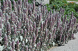 Lamb's Ears (Stachys byzantina) at Glasshouse Nursery