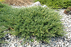 Andorra Juniper (Juniperus horizontalis 'Plumosa Compacta') at Glasshouse Nursery
