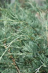 Moonglow Juniper (Juniperus scopulorum 'Moonglow') at Glasshouse Nursery