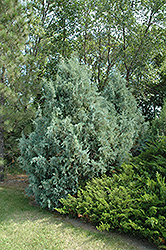 Wichita Blue Juniper (Juniperus scopulorum 'Wichita Blue') at Glasshouse Nursery
