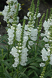 Miss Manners Obedient Plant (Physostegia virginiana 'Miss Manners') at Glasshouse Nursery