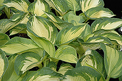 June Hosta (Hosta 'June') at Glasshouse Nursery