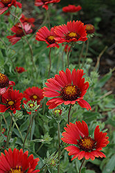 Burgundy Blanket Flower (Gaillardia x grandiflora 'Burgundy') at Glasshouse Nursery