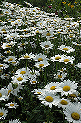 Becky Shasta Daisy (Leucanthemum x superbum 'Becky') at Glasshouse Nursery