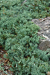 Blue Rug Juniper (Juniperus horizontalis 'Wiltonii') at Glasshouse Nursery