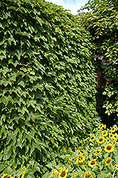 Boston Ivy (Parthenocissus tricuspidata) at Glasshouse Nursery