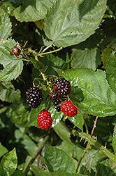 Illini Hardy Blackberry (Rubus 'Illini Hardy') at Glasshouse Nursery