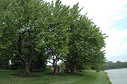 Goldcot Apricot (Prunus armeniaca 'Goldcot') at Glasshouse Nursery