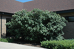 Wayfaring Tree (Viburnum lantana) at Glasshouse Nursery