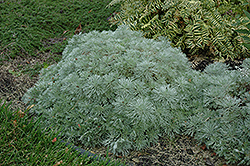Silver Mound Artemesia (Artemisia schmidtiana 'Silver Mound') at Glasshouse Nursery