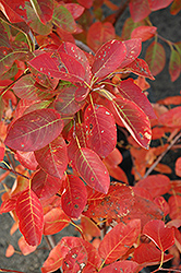 Autumn Brilliance Serviceberry (Amelanchier x grandiflora 'Autumn Brilliance') at Glasshouse Nursery