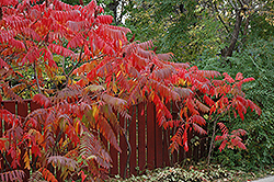 Staghorn Sumac (Rhus typhina) at Glasshouse Nursery