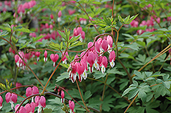 Common Bleeding Heart (Dicentra spectabilis) at Glasshouse Nursery