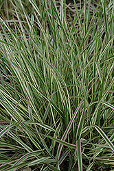 Variegated Reed Grass (Calamagrostis x acutiflora 'Overdam') at Glasshouse Nursery
