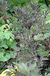 Hillside Black Beauty Bugbane (Cimicifuga racemosa 'Hillside Black Beauty') at Glasshouse Nursery