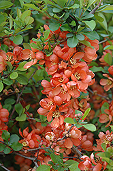 Japanese Flowering Quince (Chaenomeles japonica) at Glasshouse Nursery