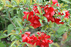 Texas Scarlet Flowering Quince (Chaenomeles speciosa 'Texas Scarlet') at Glasshouse Nursery