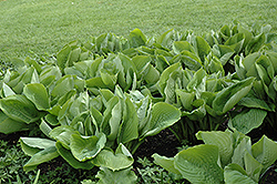 Sum and Substance Hosta (Hosta 'Sum and Substance') at Glasshouse Nursery
