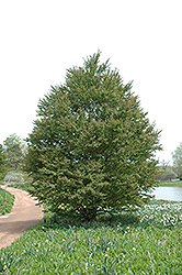 Katsura Tree (Cercidiphyllum japonicum) at Glasshouse Nursery