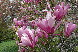 Ann Magnolia (Magnolia 'Ann') at Glasshouse Nursery