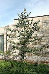 Japanese White Pine (Pinus parviflora) at Glasshouse Nursery