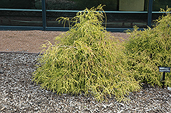 Sungold Falsecypress (Chamaecyparis pisifera 'Sungold') at Glasshouse Nursery