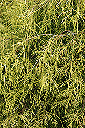 Sungold Falsecypress (Chamaecyparis pisifera 'Sungold') at Glasshouse Nursery