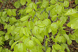 Golden Beech (Fagus sylvatica 'Zlatia') at Glasshouse Nursery