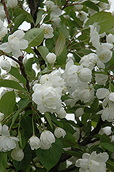 Madonna Flowering Crab (Malus 'Madonna') at Glasshouse Nursery