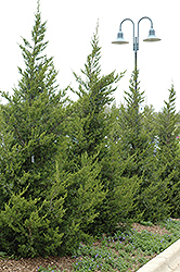 Fairview Juniper (Juniperus chinensis 'Fairview') at Glasshouse Nursery