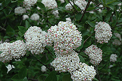 Fragrant Viburnum (tree form) (Viburnum x carlcephalum '(tree form)') at Glasshouse Nursery