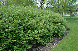 Chicago Fire Burning Bush (Euonymus alatus 'Chicago Fire') at Glasshouse Nursery