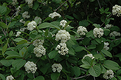 Manchurian Viburnum (Viburnum burejaeticum) at Glasshouse Nursery