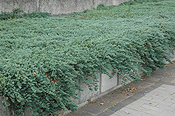 Icee Blue Juniper (Juniperus horizontalis 'Icee Blue') at Glasshouse Nursery