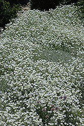 Snow-In-Summer (Cerastium tomentosum) at Glasshouse Nursery