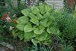 Sum and Substance Hosta (Hosta 'Sum and Substance') at Glasshouse Nursery