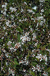 Black Nanking Cherry (Prunus tomentosa 'Nigra') at Glasshouse Nursery
