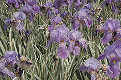 Variegated Sweet Iris (Iris pallida 'Variegata') at Glasshouse Nursery