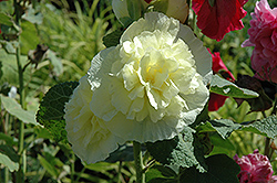 Chater's Double Yellow Hollyhock (Alcea rosea 'Chater's Double Yellow') at Glasshouse Nursery