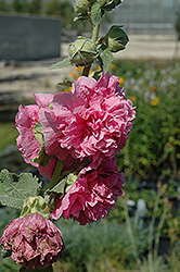 Chater's Double Pink Hollyhock (Alcea rosea 'Chater's Double Pink') at Glasshouse Nursery