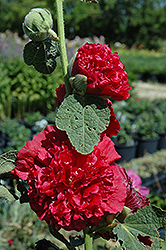 Chater's Double Red Hollyhock (Alcea rosea 'Chater's Double Red') at Glasshouse Nursery