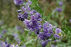 Blue Mist Caryopteris (Caryopteris x clandonensis 'Blue Mist') at Glasshouse Nursery