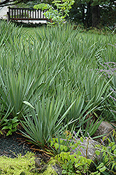 Adam's Needle (Yucca filamentosa) at Glasshouse Nursery