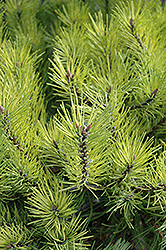 Golden Mugo Pine (Pinus mugo 'Aurea') at Glasshouse Nursery